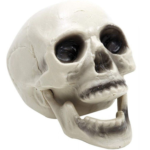 Picture of SKULL WITH MOVABLE JAW - 37X15X5CM